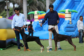 Open Dog Show